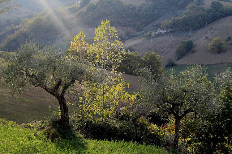 Afternoon sun