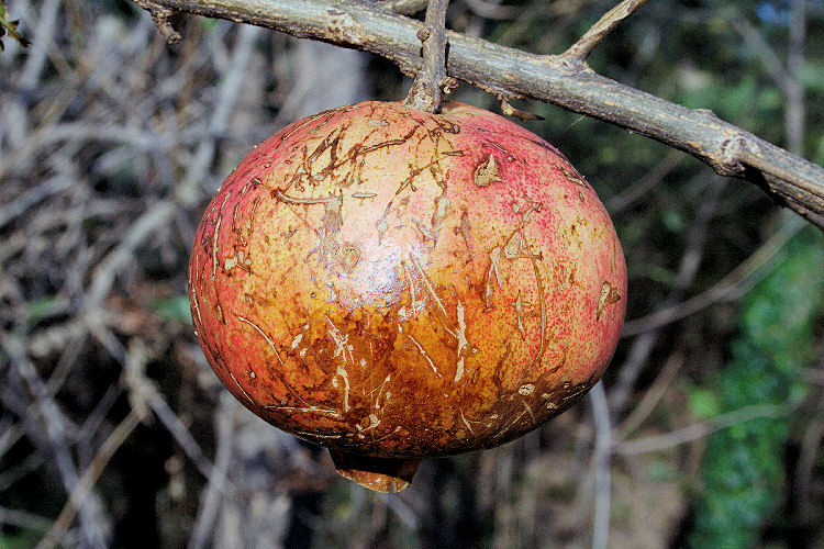 Pomegranate