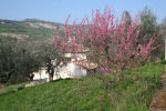 Peach tree in flower