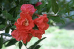 Pomegranate flower